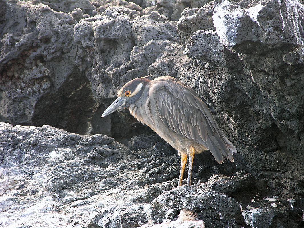 Galapagos 6-1-16 Santiago Puerto Egas Yellow-crowned Night Heron